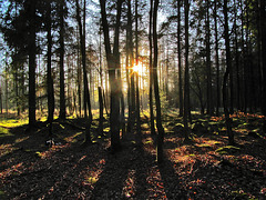 Long winter sun shadows, Broxa Forest, North Yorkshire