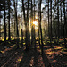 Long winter sun shadows, Broxa Forest, North Yorkshire