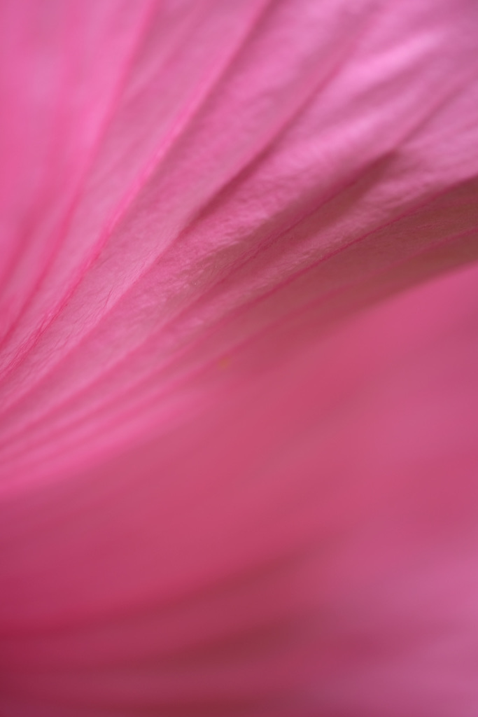 DSCF8026