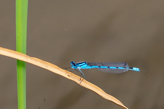 Common Bluet-DSA 8526