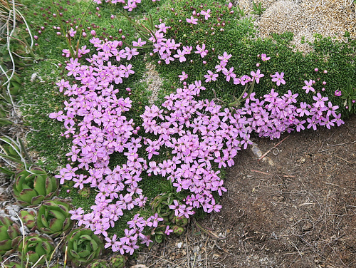 Silène acaule, en dessous du Col de Marsailles, Fonds de Cervières, Briançonnais (France)