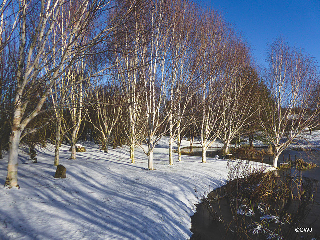 Sunshine snow and blue skies