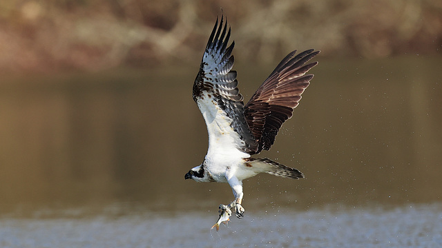 Le balbuzard pêcheur...