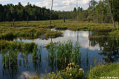 Looking Across Stanhope Marsh