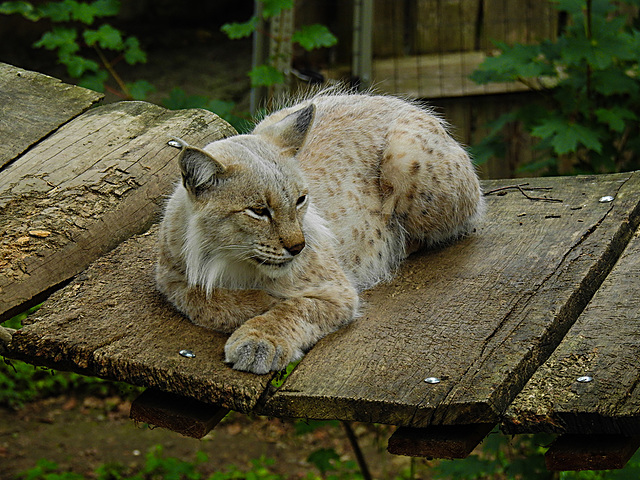 20210709 1624CPw [D~OS] Eurasischer Luchs, Zoo Osnabrück