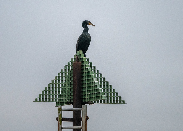 Cormorant