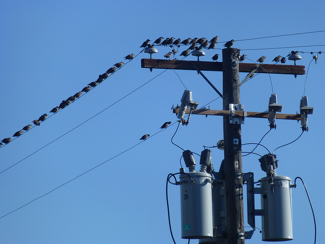 Starling (Sturnus vulgaris)
