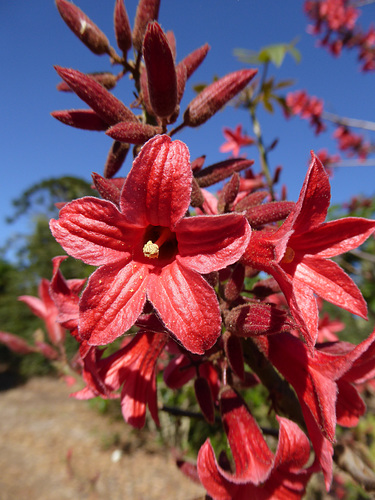 Brachychiton bidwillii