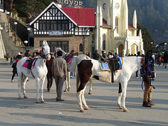 Shimla- Horses for Hire