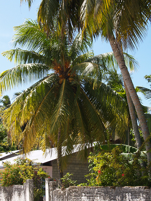 Cocos Tree in Miedu