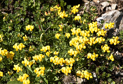 Gemeiner Hornklee (Alpenpflanze)