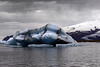 Vatnajökull , Jökulsárlón