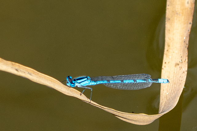 Common Bluet-DSA 8528