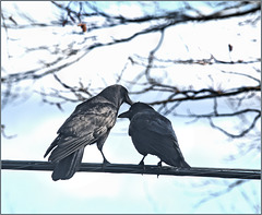 Mother preening her young