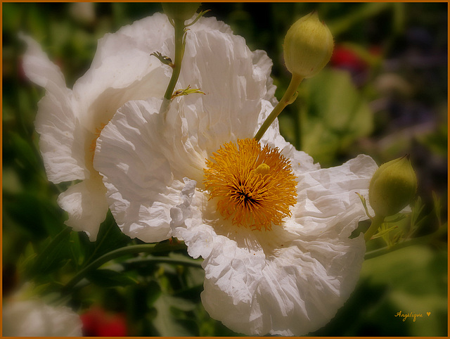 Romneya coulteri - Pavot en arbre .............!