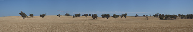 Fields of Gold - tracks.