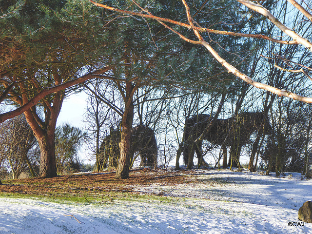 Hedge grazing!