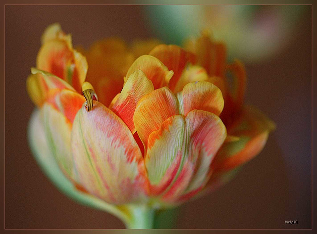 tulp