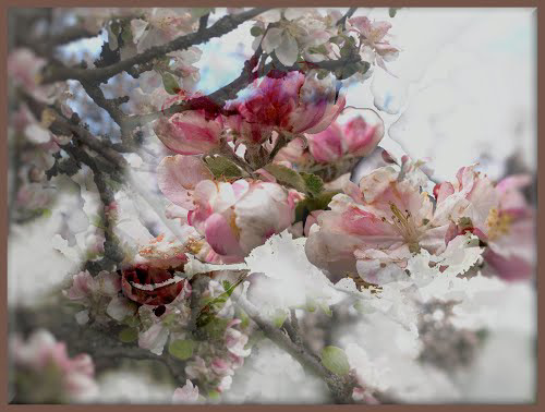 Apple Blossoms