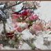 Apple Blossoms