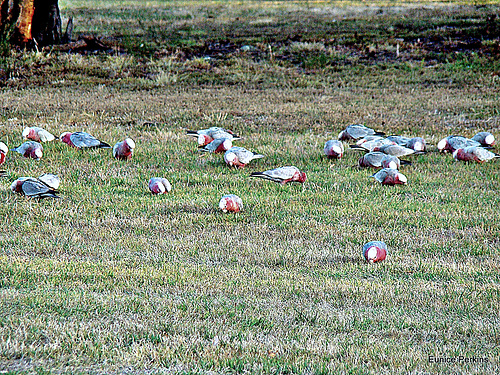 Galahs feeding