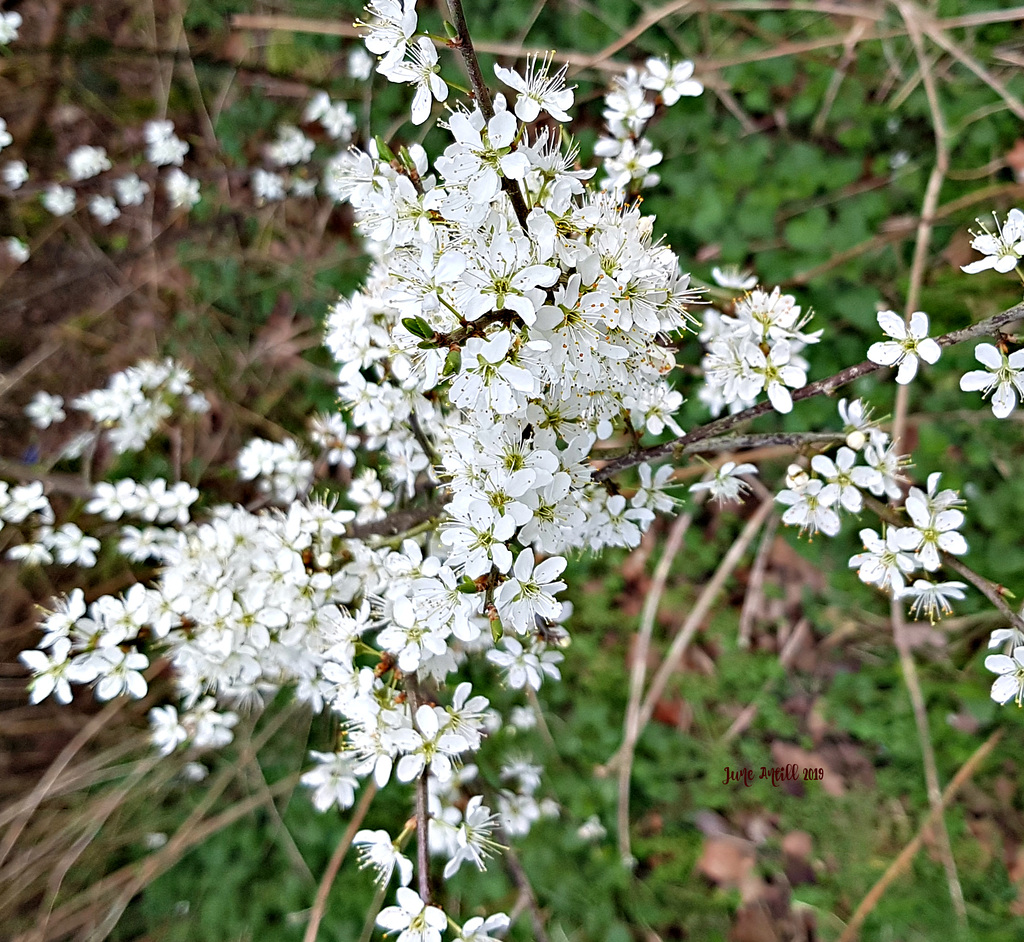 Hawthorn bokeh