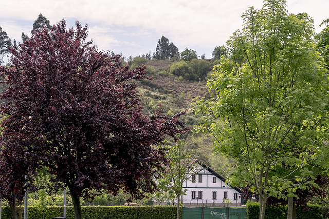 casa entre árboles