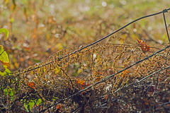 Bent Fence with Ferns