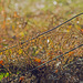 Bent Fence with Ferns