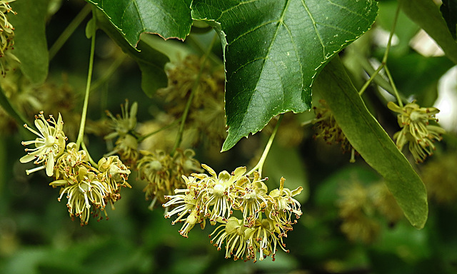 20210709 1627CPw [D~OS] Winter-Linde (Tilia cordata), Zoo Osnabrück