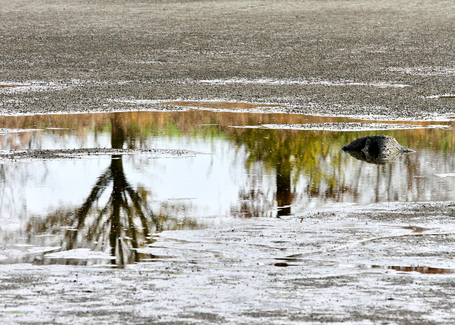 Zufluss zum Weiher