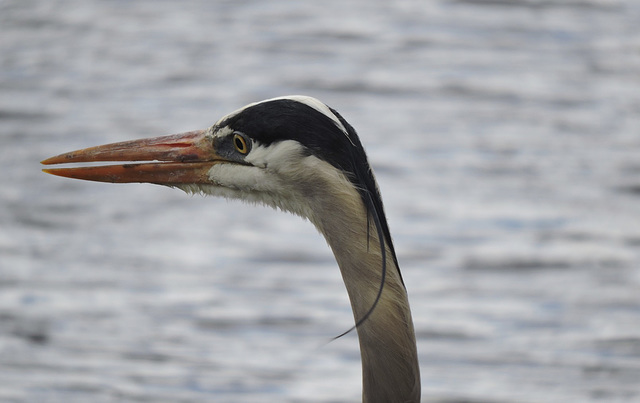 GBH Sapsucker NotDad
