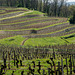 Saint-Christophe des Bardes - Vignes en Escalier