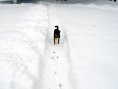 Maggie likes her freshly shoveled trail in our yard.