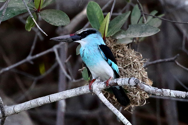 Sénégal.Sine Saloum.Martin chasseur à poitrine bleue.