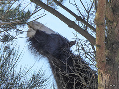 In giraffe mode grazing on the Scots Pine