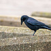 Crow