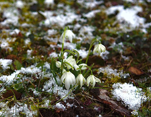 Schneeglöckchen