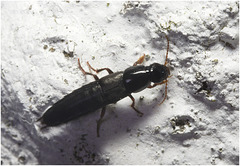 IMG 9969 Rove Beetle