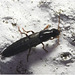 IMG 9969 Rove Beetle