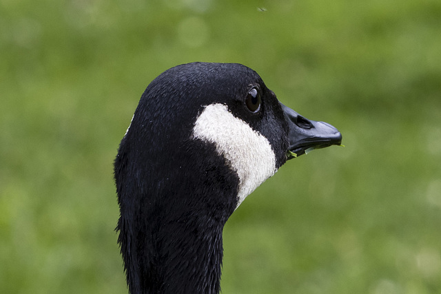 I Have Grass Caught in my Beak: Canada Goose