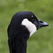 I Have Grass Caught in my Beak: Canada Goose