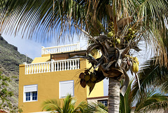 Puerto de Tazacorte. Garantiert frische Palmfrüchte.  ©UdoSm