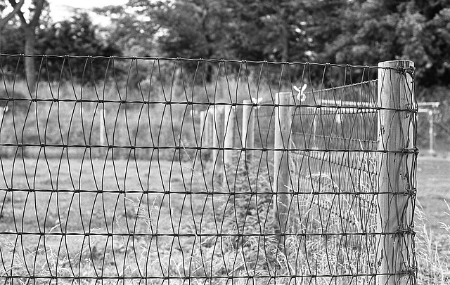 Wire fence