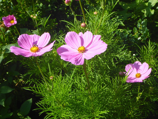 Cosmea in meinem Garten