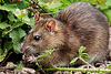 Rat