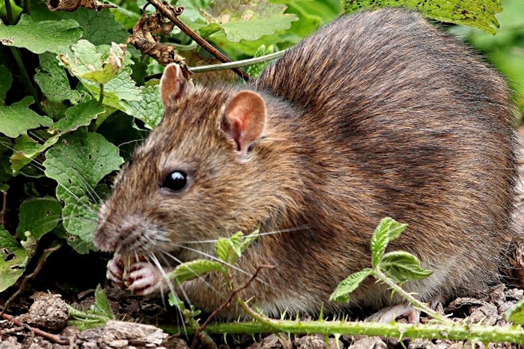 Rat
