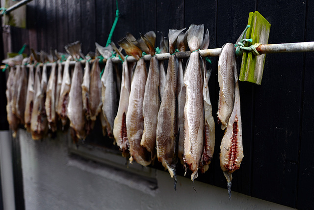 Faroe Islands,  Fish L1010596