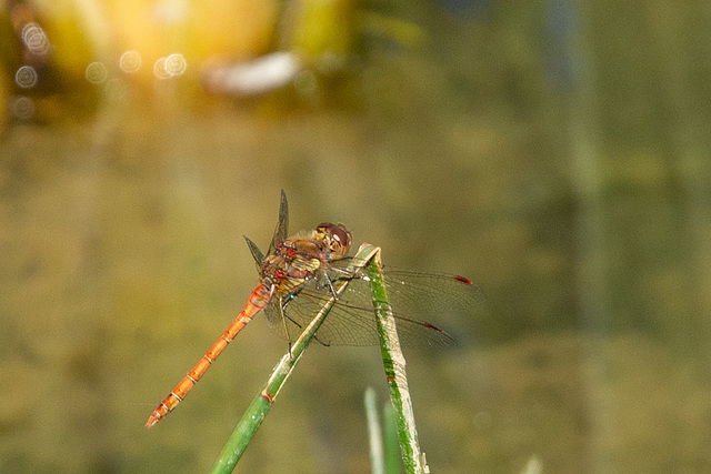 Common Darter-DSA 8629