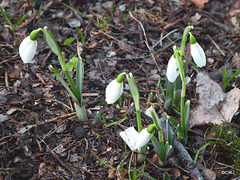 The first snowdrops already...